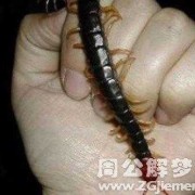 孕期梦见蜈蚣（孕期梦见蜈蚣什么意思）