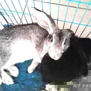 一万米跑步为什么会有兔子,备孕期跑步万一怀孕了会有影响吗