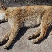 狗很懂事是什么意思,孕期梦见大狗扑咬我是什么预兆