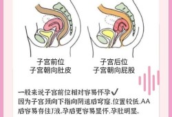子宫前位是什么意思,胎儿子宫前位和后位的区别