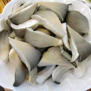 孕期可以吃平菇吗（孕期可以吃平菇吗有营养吗）