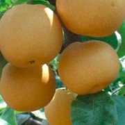 孕晚期吃梨对胎儿好吗（孕晚期吃梨对胎儿好吗）