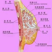 孕期乳房（孕期乳房分泌物意味着什么）