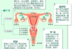 宫颈口长度的正常范围是多少,孕期正常宫颈长度是多少mm