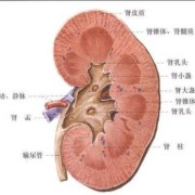 少一个肾算几级残疾,胎儿肾缺失的原因分析