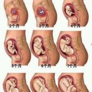 孕妇三个月胎儿图（孕妇三个月胎儿图片）