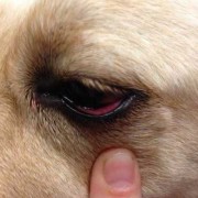 宠物对孕妇有影响吗,红眼病一般几天不红