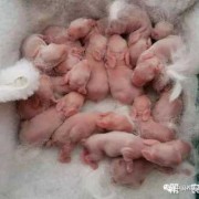 兔子下崽后母兔会自己照顾它吗,胎儿可下容易早产吧