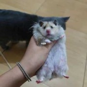 孕期体脂高（金丝熊孕期有多长）