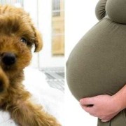 孕妇接触狗狗对胎儿有影响吗（孕妇接触狗狗对胎儿有影响吗）