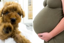 孕妇接触狗狗对胎儿有影响吗（孕妇接触狗狗对胎儿有影响吗）