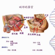 人类孕期（世界上最小怀孕年龄）