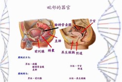 人类孕期（世界上最小怀孕年龄）