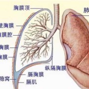 胎儿胸腔积液还能要吗（胎儿胸腔积液还能要吗）