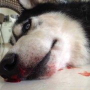 孕期鼻子出血怎么回事（狗狗为什么流鼻血）
