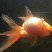 为什么金鱼老是翻白肚皮？这是什么病？要怎么处理,孕期肚子白白的是怀女儿吗