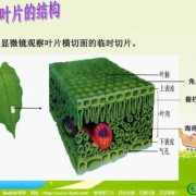 绿色循环圈哪些宝宝有两技能,胎儿循环图片