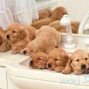 孕期做梦梦见狗（孕期做梦梦见狗）
