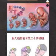 孕妇几周胎儿大脑发育,胎儿大脑发育关键期是什么时候