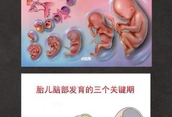 孕妇几周胎儿大脑发育,胎儿大脑发育关键期是什么时候