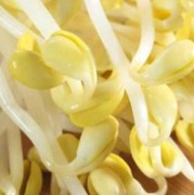 孕期能吃黄豆芽吗（孕期能吃黄豆芽吗?）
