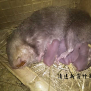 竹鼠怀孕怎么算时间,竹鼠孕期多少天