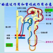 胎儿怎么排泄（毒物的排泄途径有哪些）