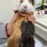 荷兰猪孕期多久（豚鼠几个月能开始生孩子）