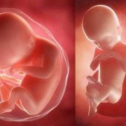 孕期八个月胎儿图（孕期八个月胎儿图片）