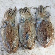 孕妇可以吃什么海鲜，海鲜营养丰富,吃什么胎儿眼睛黑又亮又大