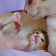 孕期接触猫（孕期接触猫）