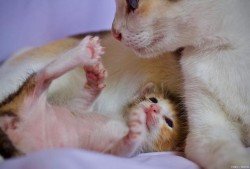 孕期接触猫（孕期接触猫）