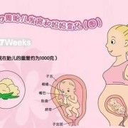 两岁孩子会做什么梦,胎儿之梦理论