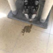 怀孕的猫吃什么,怀孕期吃啥吐啥要怎样解决