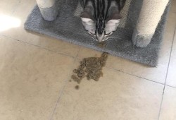 怀孕的猫吃什么,怀孕期吃啥吐啥要怎样解决