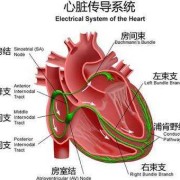 胎儿三心房（胎儿三心房）