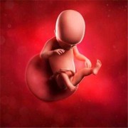 怀孕19周胎儿有多大（孕19周+3是几个月）