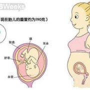 孕期示意图（孕妇示意图）