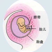 两个胎儿共用一个胎盘（单担和孖担区别）