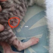 刚出生的猫宝宝被母猫咬伤怎么办,孕期被猫咬了影响胎儿吗