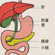 孕期胆囊炎症状（孕期胆囊炎症状）