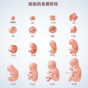 胎儿的发育过程图（胎儿的发育过程图片）