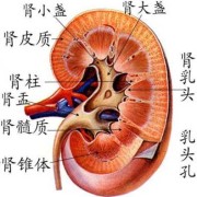 胎儿左右肾盂分离是什么意思（胎儿左右肾盂分离是什么意思能看出性别吗）