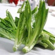 孕期可以吃油麦菜吗（产后能吃油麦菜吗）