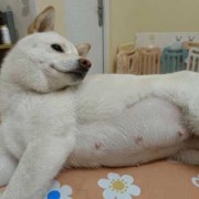 柴犬孕期（柴犬孕期多少天生产）