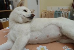 柴犬孕期（柴犬孕期多少天生产）