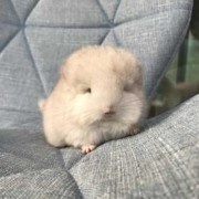 龙猫孕期多长时间（龙猫孕期多长时间生产）