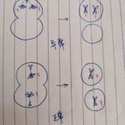 胎儿XXY（胎儿XXY染色体原因）