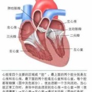 胎儿三尖瓣轻度反流是什么意思,胎儿二三尖瓣轻度反流是什么原因
