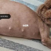 怀孕五十多天胎儿图（泰迪犬怀孕50天需要注意什么）